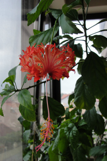 hibiscua Schizopetalus