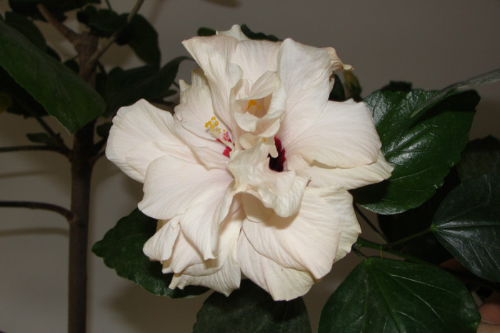 hibiscua alb batut - B-hibiscus-2012 4