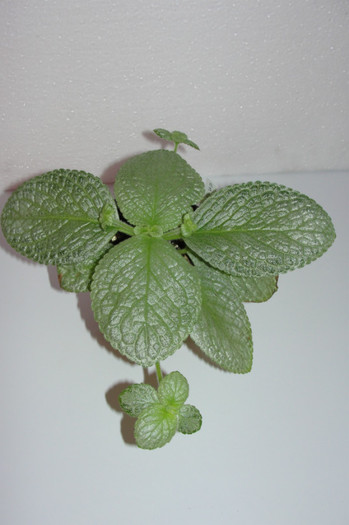 episcia Thad's Yellow Bird