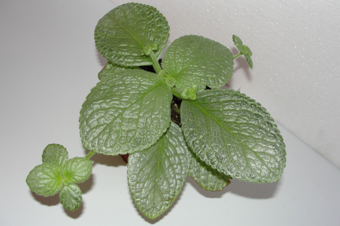 03.10.12 - Episcia Thads