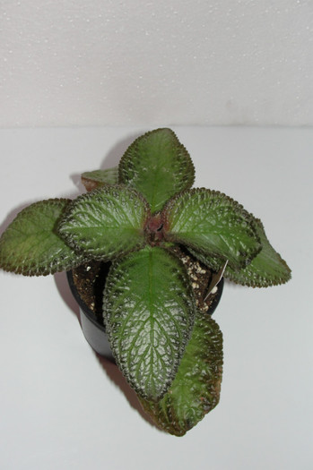 episcia Aurora - Episcia A