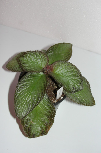  - Episcia A