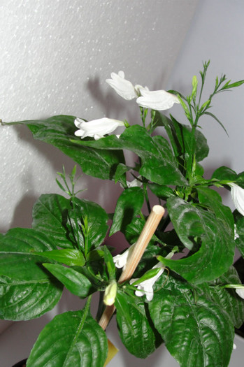  - Ruellia graecizant alba