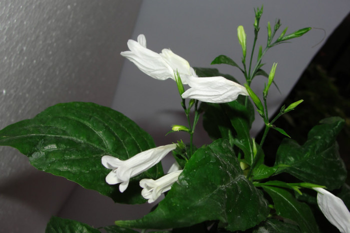  - Ruellia graecizant alba