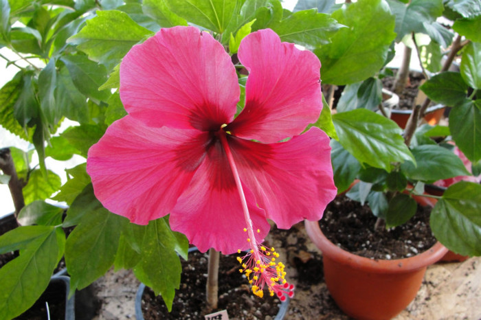 hibiscus Ruby Rose