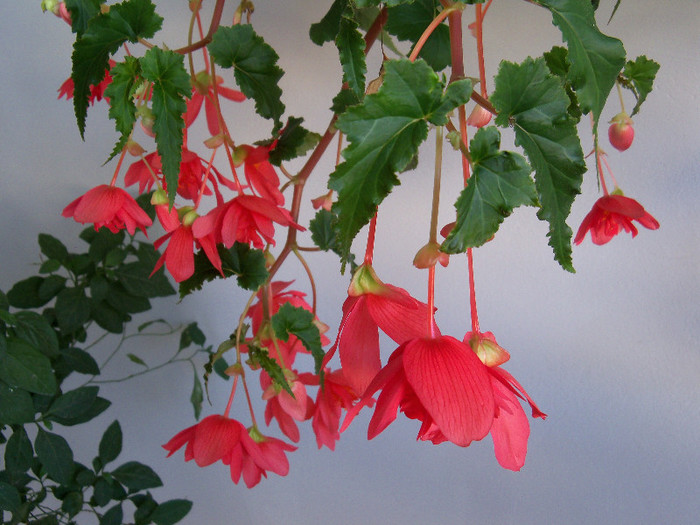 101_5259 - BEGONIA 2012