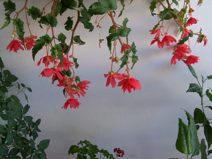 101_5260 - BEGONIA 2012