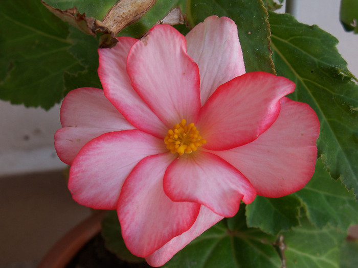 101_4059 - BEGONIA 2012