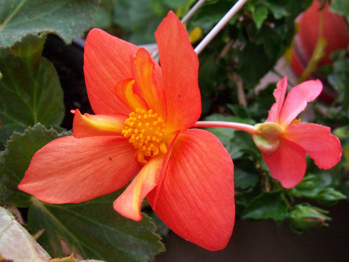 101_4140 - BEGONIA 2012