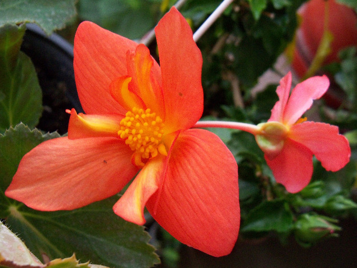 101_4141 - BEGONIA 2012