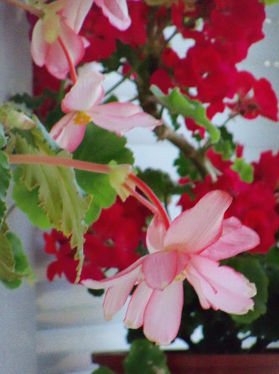 101_4226 - BEGONIA 2012