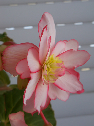 101_4274 - BEGONIA 2012