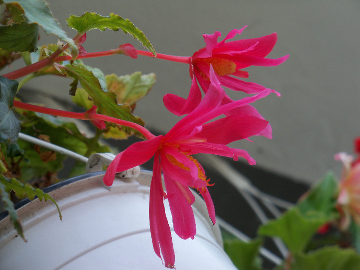 101_4995 - BEGONIA 2012