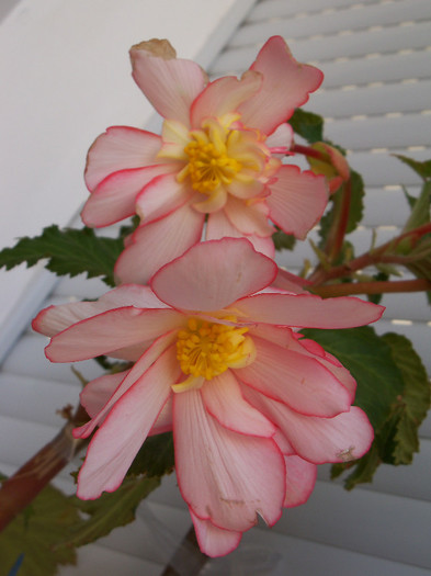 101_4055 - BEGONIA 2012