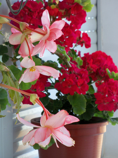 101_4275 - BEGONIA 2012