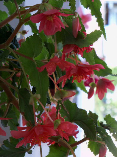 101_4277 - BEGONIA 2012