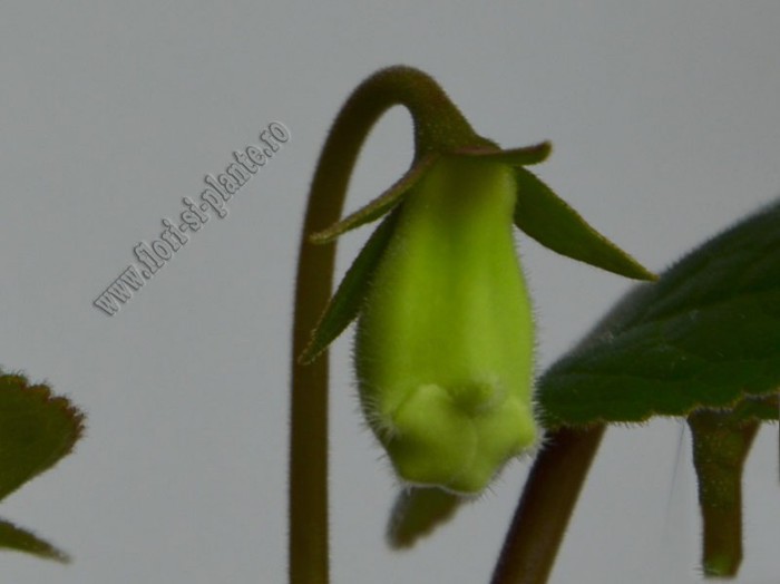 Sinningia Eumorpha Saltao; 2012
