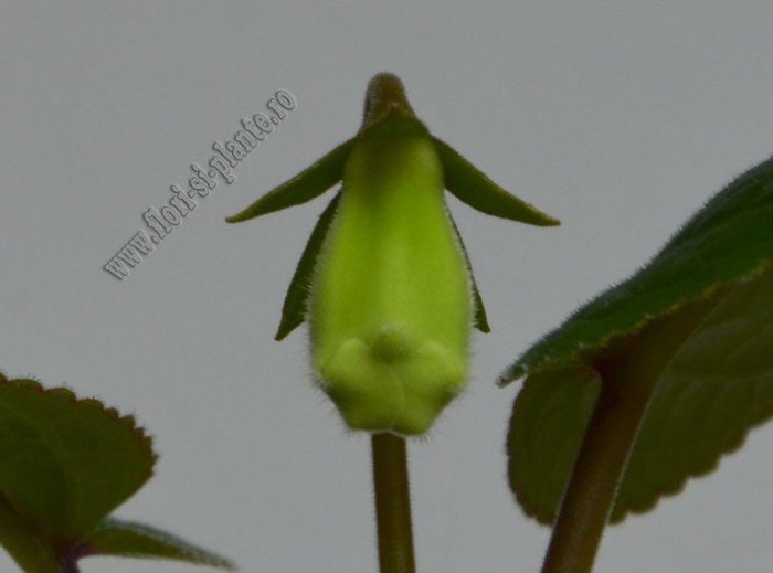 Sinningia Eumorpha Saltao; 2012
