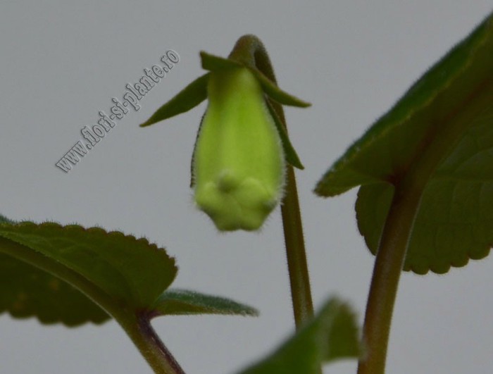 Sinningia Eumorpha Saltao; 2012
