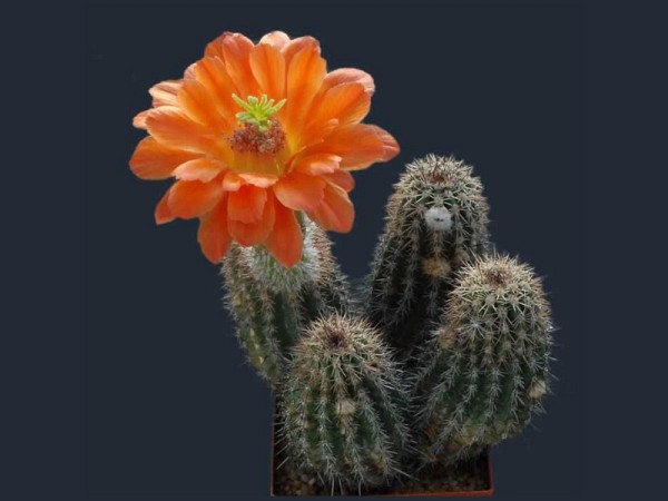 poze-cu-cactusi-infloriti-30 poze-cu-cactusi-infloriti-30