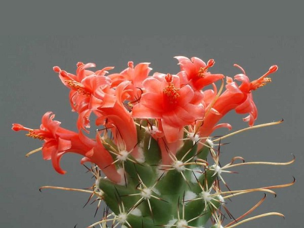 poze-cu-cactusi-infloriti-01 - Va place