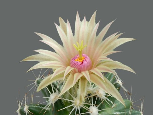 poze-cu-cactusi-infloriti-04 - Va place