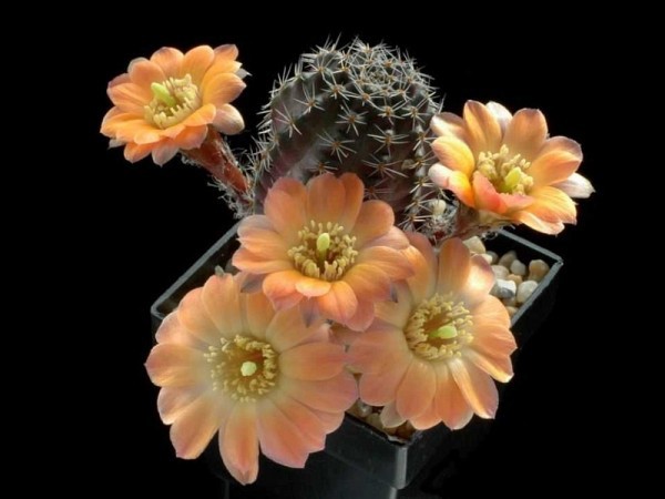 poze-cu-cactusi-infloriti-06 - Va place
