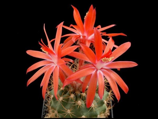 poze-cu-cactusi-infloriti-07 - Va place