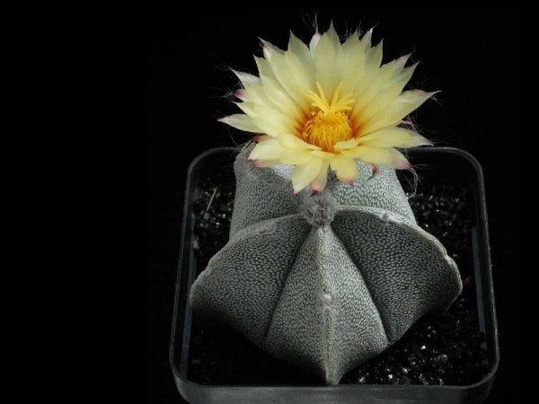 poze-cu-cactusi-infloriti-09 poze-cu-cactusi-infloriti-09