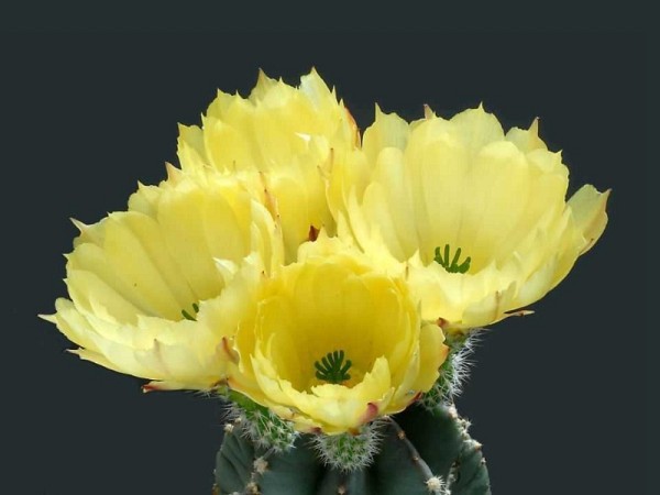 poze-cu-cactusi-infloriti-14