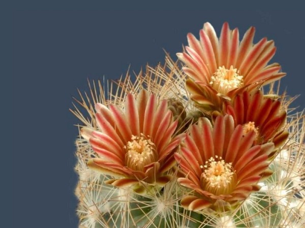 poze-cu-cactusi-infloriti-15