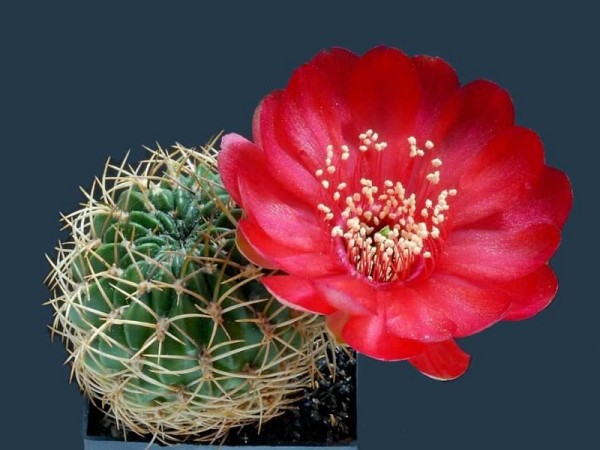 poze-cu-cactusi-infloriti-17