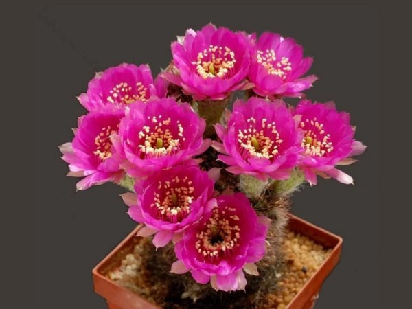 poze-cu-cactusi-infloriti-18