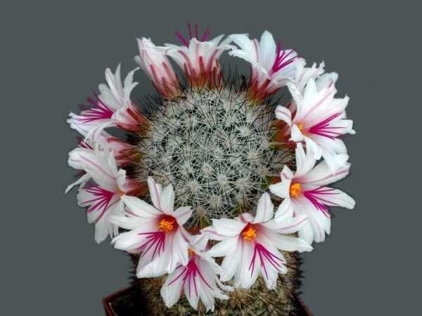 poze-cu-cactusi-infloriti-19
