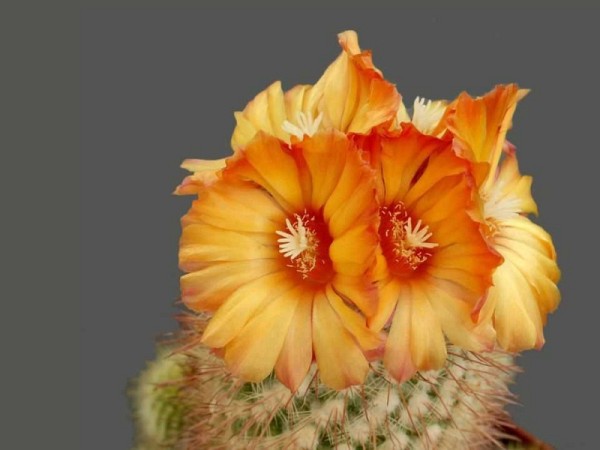 poze-cu-cactusi-infloriti-22