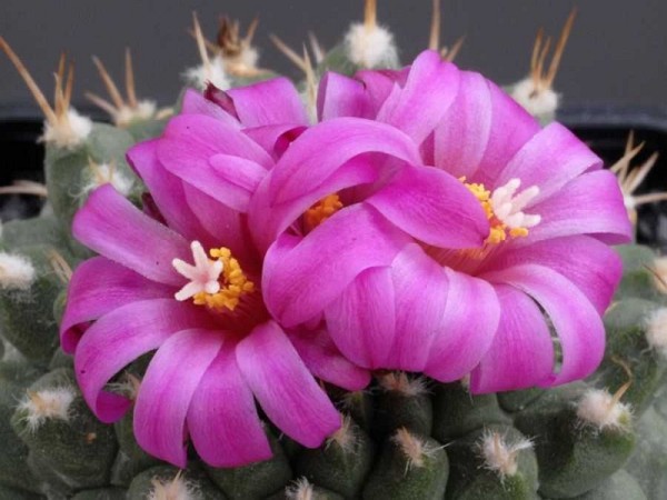 poze-cu-cactusi-infloriti-23