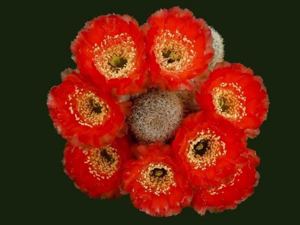 poze-cu-cactusi-infloriti-27 - Va place