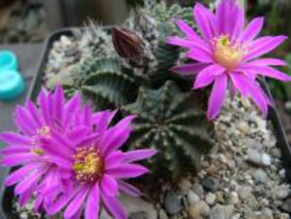 GXOOIJJCGQQVEUPTAWR - Va place