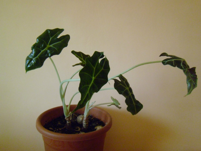 P1000438 - flori in octombrie