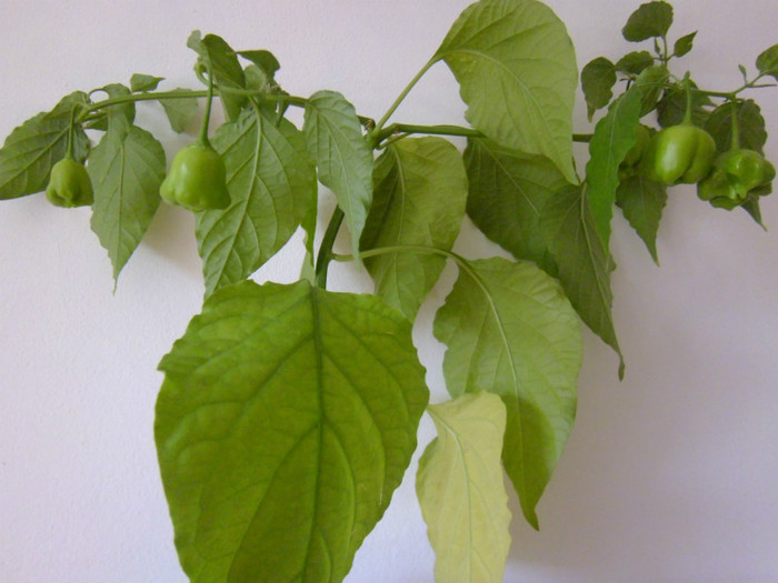 ardei floare - flori in octombrie