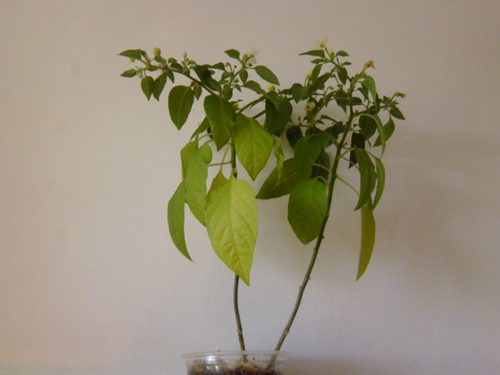 P1000431 - flori in octombrie