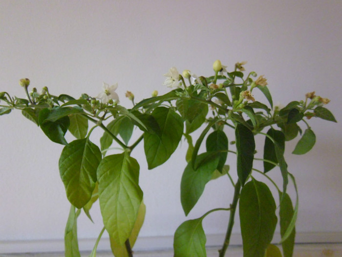 P1000433 - flori in octombrie