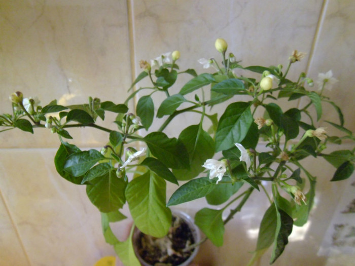 P1000436 - flori in octombrie