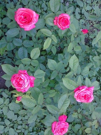 Fotografie2684 - trandafiri 2012
