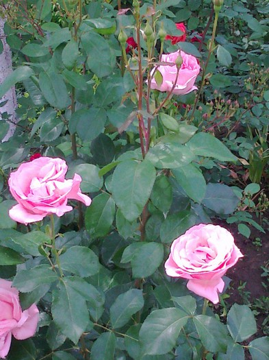 Fotografie2695 - trandafiri 2012