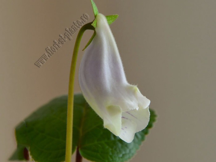 Sinningia Eumorpha Saltao; 2012
