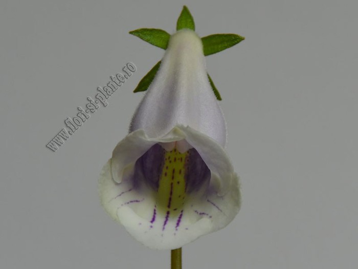 Sinningia Eumorpha Saltao; 2012
