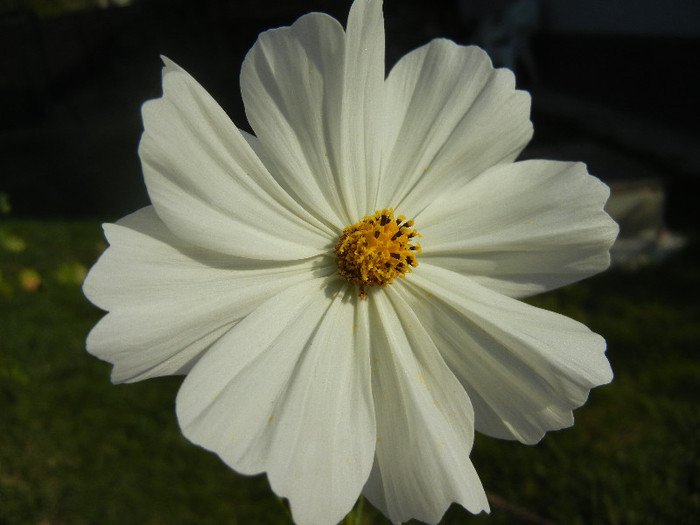 White Mexican Aster (2012, Oct.23) - Garden Cosmos White