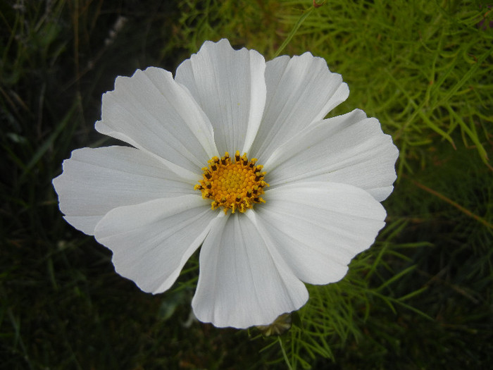 White Mexican Aster (2012, Oct.23) - Garden Cosmos White