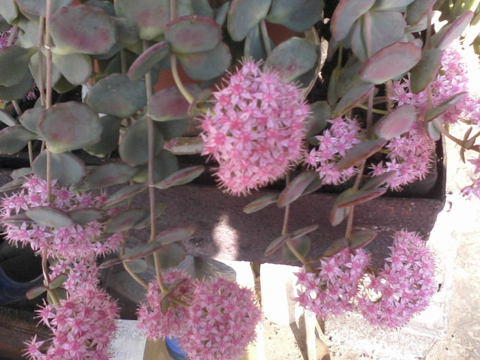 sedum sieboldii